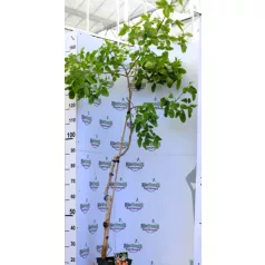 Pisztácia Kerman termős KISS