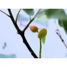 Pisztácia Kerman termős KISS