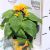 Dísznapraforgó Helianthus annuus 'Sunsation' 13 cm cser