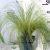 Árvalányhaj Stipa tenuissima Pony Tails 20 l