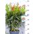 Leander Nerium Oleander  24 l
