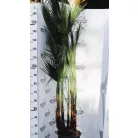 Mexikói Washington-pálma Washingtonia robusta 10 l