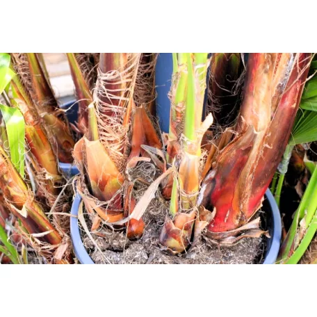 Mexikói Washington-pálma Washingtonia robusta 10 l