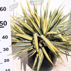   Kerti pálmaliliom (Foszlóslevelű pálmaliliom) Yucca Filamentosa 15 l