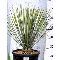   Pálmaliliom / Jukka (Szonora pálmaliliom / Szappanjukka) Yucca Elata 15 L