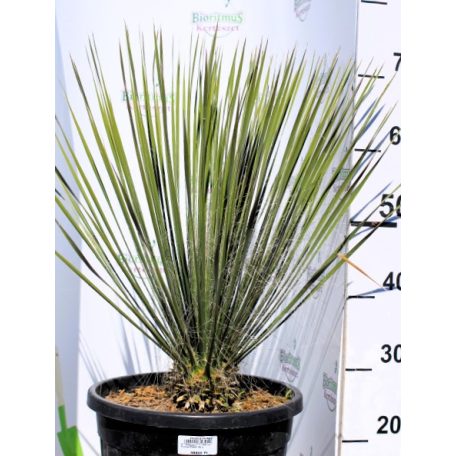 Pálmaliliom / Jukka (Szonora pálmaliliom / Szappanjukka) Yucca Elata 15 L