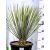 Pálmaliliom / Jukka (Szonora pálmaliliom / Szappanjukka) Yucca Elata 15 L