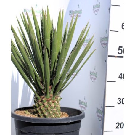 Fonalas pálmaliliom Yucca Filifera 15 l