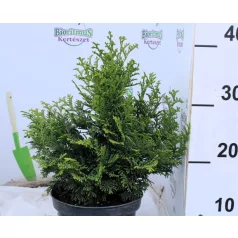 Chamaeciparis obtusa Kosterii K2
