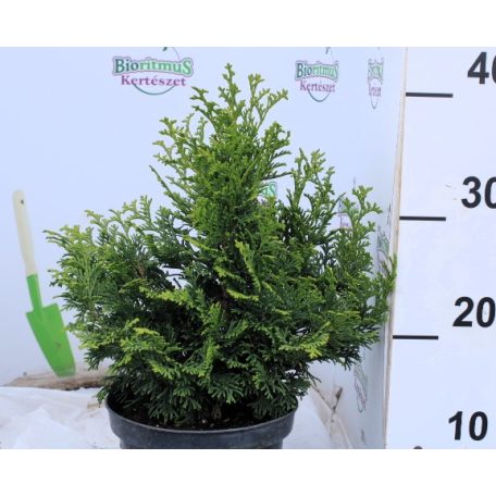 Chamaeciparis obtusa Kosterii K2