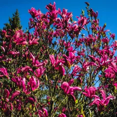 Nagyvirágú liliomfa Magnolia Susan K5 100/125
