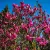 Nagyvirágú liliomfa Magnolia Susan K5 100/125