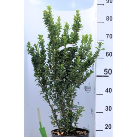 Oszlopos japán kecskerágó Euonymus japonicus Green Spire K5 60/80