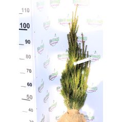 Oszlopos tiszafa Taxus baccata Lakatos 80/100
