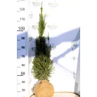 Oszlopos tiszafa Taxus baccata Overeynderi FL 100/125