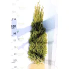 Oszlopos tiszafa Taxus baccata Overeynderi FL 100/125