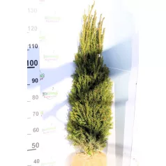 Oszlopos tiszafa Taxus baccata Overeynderi FL 100/125