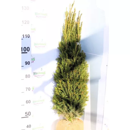 Oszlopos tiszafa Taxus baccata Overeynderi FL 100/125