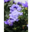 Harangvirág Campanula Blue Like Me 10 cm