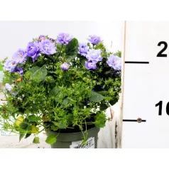 Harangvirág Campanula Blue Like Me 10 cm