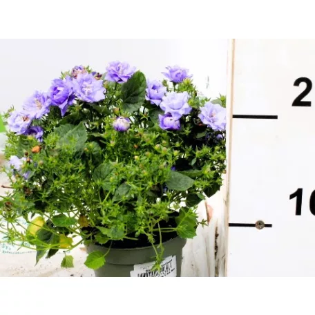 Harangvirág Campanula Blue Like Me 10 cm