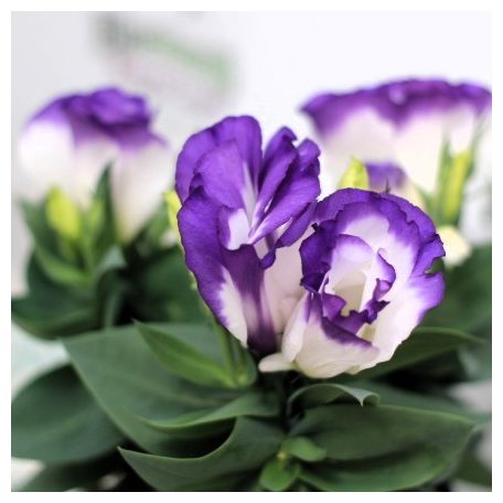 Nagyvirágú préritárnics (Liziantusz) Eustoma russellianum Bolero Blue 10 cm