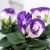 Nagyvirágú préritárnics (Liziantusz) Eustoma russellianum Bolero Blue 10 cm