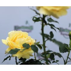 Dune futórózsa bokor 4 lk