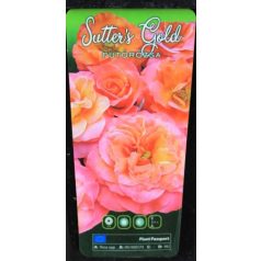 Sutter's Gold futórózsa bokor 4 lk
