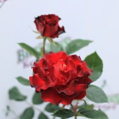 Limar parkrózsa bokor 4 lk