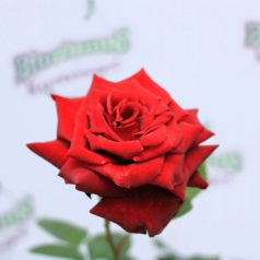 Barkarole tearózsa bokor 4 lk