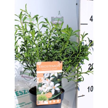 Ausztrál viaszcserje Eriostemon myoporoid 15 cm