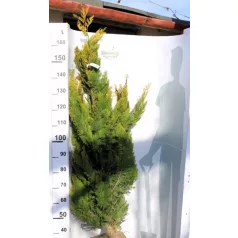   Arany oregoni hamisciprus Chamaecyparis lawsoniana Ivonne FL 140+ cm