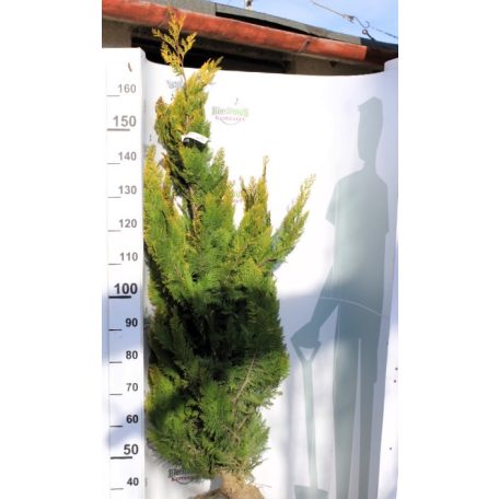 Arany oregoni hamisciprus Chamaecyparis lawsoniana Ivonne FL 140+ cm