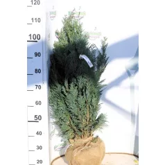   Kék hamisciprus Chamaecyparis lawsoniana Van Pelt's Blue Fl 80/100