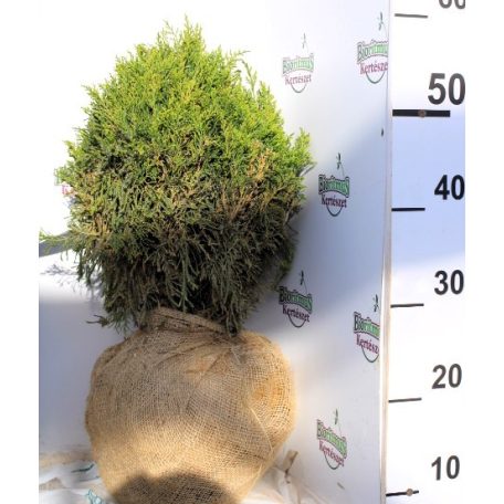 Zöld terülő boróka Juniperus m. Mint Julep gömb Fl 20/40