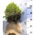 Zöld terülő boróka Juniperus m. Mint Julep gömb Fl 20/40