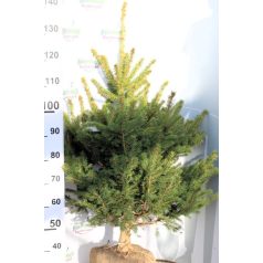 Ezüstfenyő Picea pungens Fl 100/125