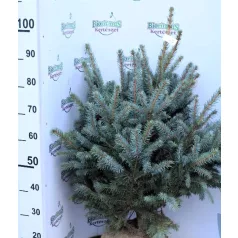 Ezüstfenyő Picea pungens Fl 100/125