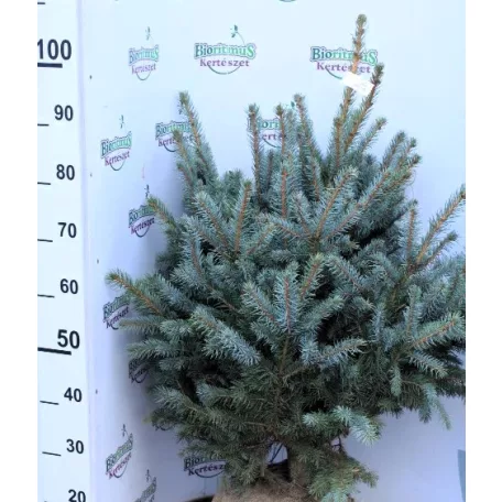 Ezüstfenyő Picea pungens Fl 100/125