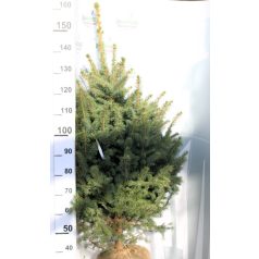 Ezüstfenyő Picea pungens Glauca Fl 100/125