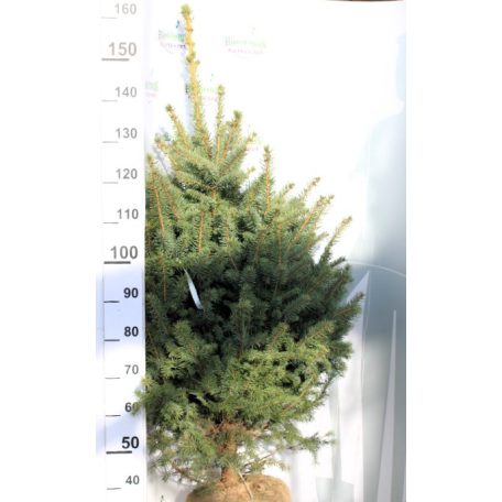 Ezüstfenyő Picea pungens Glauca Fl 100/125