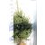 Ezüstfenyő Picea pungens Glauca Fl 100/125