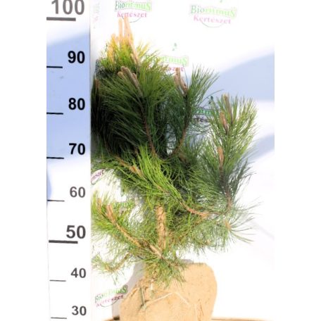 Feketefenyő Pinus nigra FL 60/80