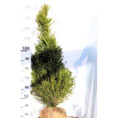 Taxus baccata kúp Fl 100/125