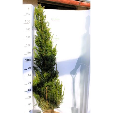 Taxus baccata kúp Fl 125/150
