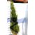 Taxus baccata kúp Fl 125/150