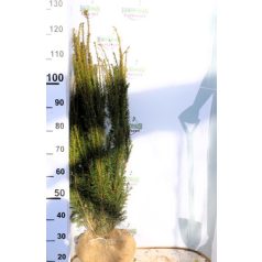 Oszlopos tiszafa Taxus baccata Lakatos Fl 100/125