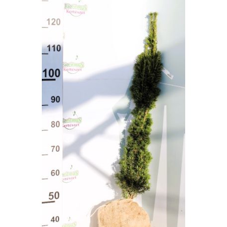 Taxus baccata Fastigiata Fl 100/125