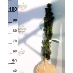 Oszlopos tiszafa Taxus baccata Fastigiata Robusta Fl 80/100